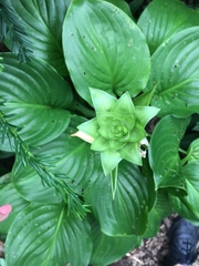 Hosta sieboldiana