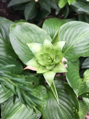 Hosta sieboldiana