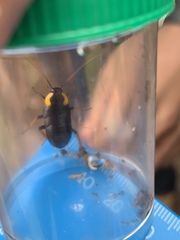 Pseudoderopeltis albilatera