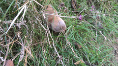 Spalax microphthalmus