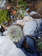 Rapicactus beguinii