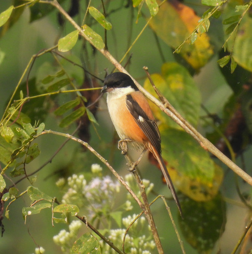 Long-tailed Shrike (Lanius schach), photo 8