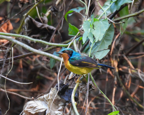 Ruby-cheeked Sunbird (Chalcoparia singalensis), photo 4