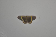 Phrygionis privignaria