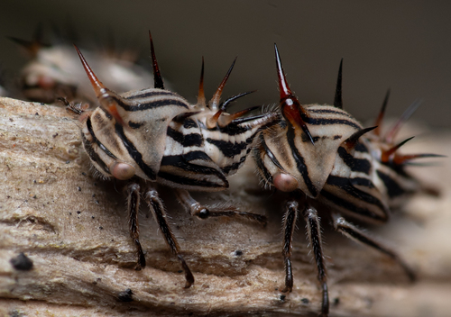 Lantana treehopper photo 4