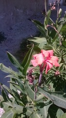 Canna × generalis