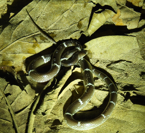 Zaw's Wolf Snake
