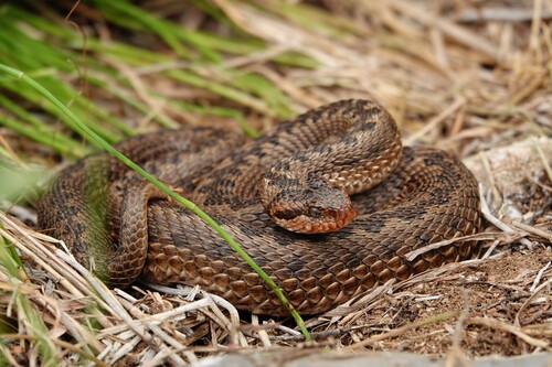 Photo of a Alburzi Viper (Vipera eriwanensis)