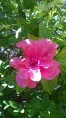 Hibiscus
