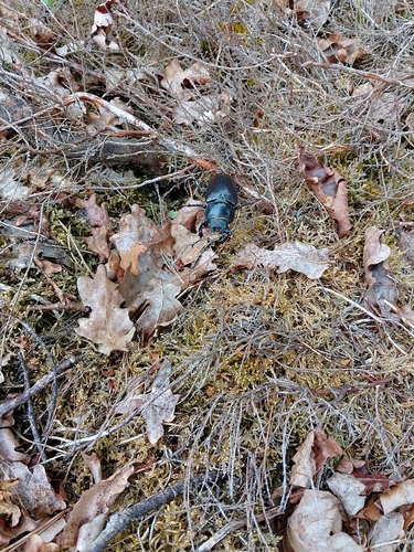 European Stag Beetle, Gelderland, NL, photo 10 of 10