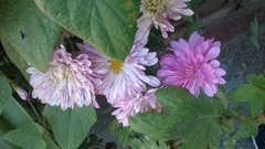Asteraceae