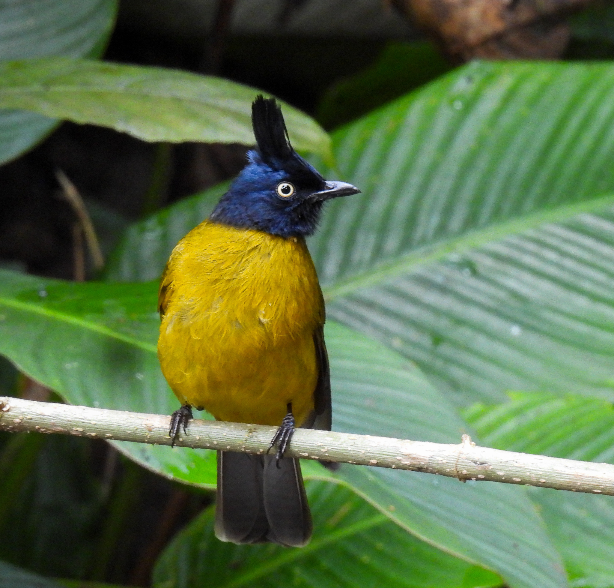 Black-crested Bulbul illustration