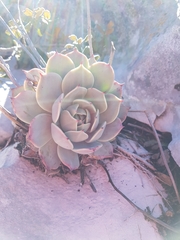 Echeveria cuspidata