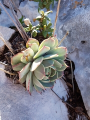 Echeveria cuspidata