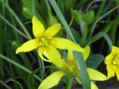 Gagea lutea
