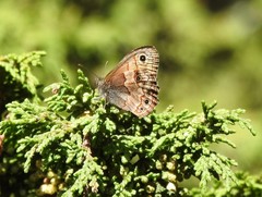 Paramacera xicaque xicaque