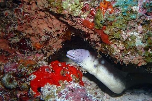 Geometric Moray — seen at this dive site