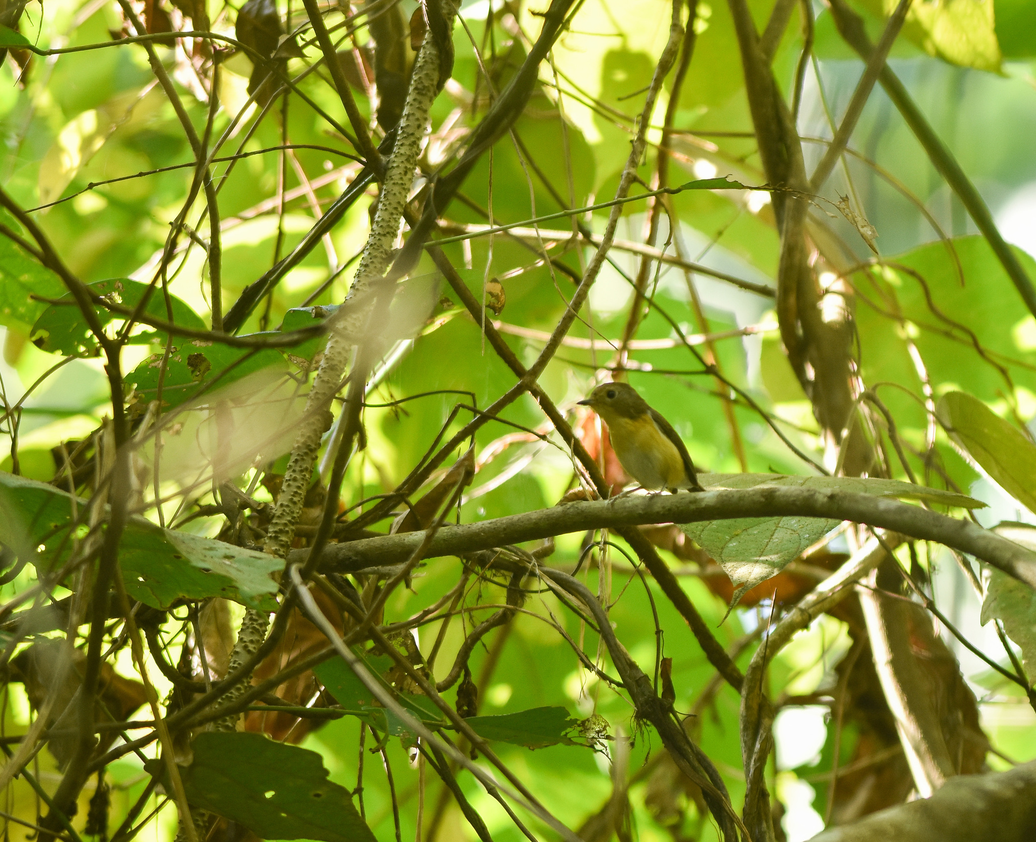 Pygmy Flycatcher (Ficedula hodgsoni), photo 4