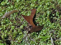 Micranthemum umbrosum