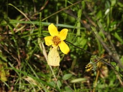 Abaeis salome jamapa