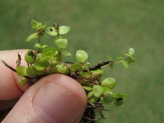 Micranthemum umbrosum