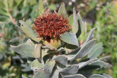 Leucadendron daphnoides