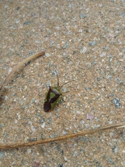 Acanthosoma haemorrhoidale