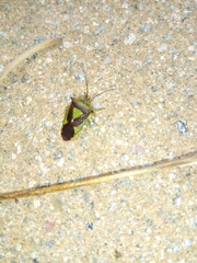 Acanthosoma haemorrhoidale