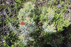 Leucadendron daphnoides