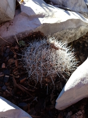 Rapicactus beguinii