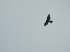 Accipiter virgatus fuscipectus
