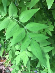 Jasminum officinale
