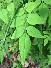 Jasminum officinale