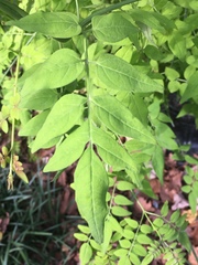 Jasminum officinale