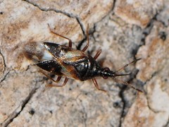 Anthocoris