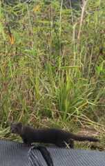 Indonesian Mountain Weasel photo 5