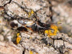 Anthocoris