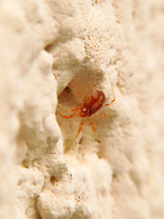 Erythracaridae