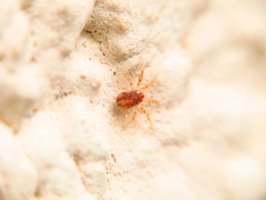 Erythracaridae