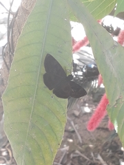 Achlyodes busirus