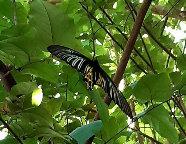 Sahyadri Birdwing