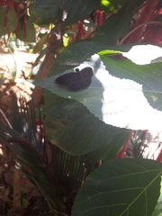 Achlyodes busirus