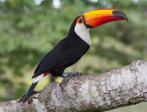 Toco Toucan