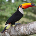 Toco Toucan - Photo (c) Paul Donahue, some rights reserved (CC BY-NC), uploaded by Paul Donahue