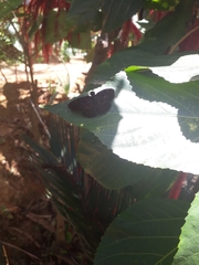 Achlyodes busirus
