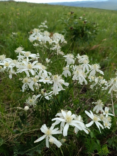 Clematis hexapetala