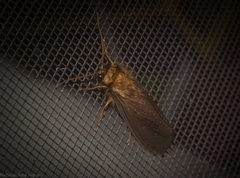 Megalithone tillyardi