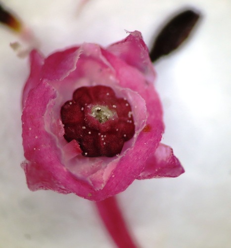 Image of Erica rubiginosa by (c) linkie, some rights reserved (CC BY)
