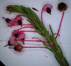 Erica rubiginosa