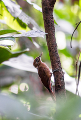 Dendrocincla fuliginosa